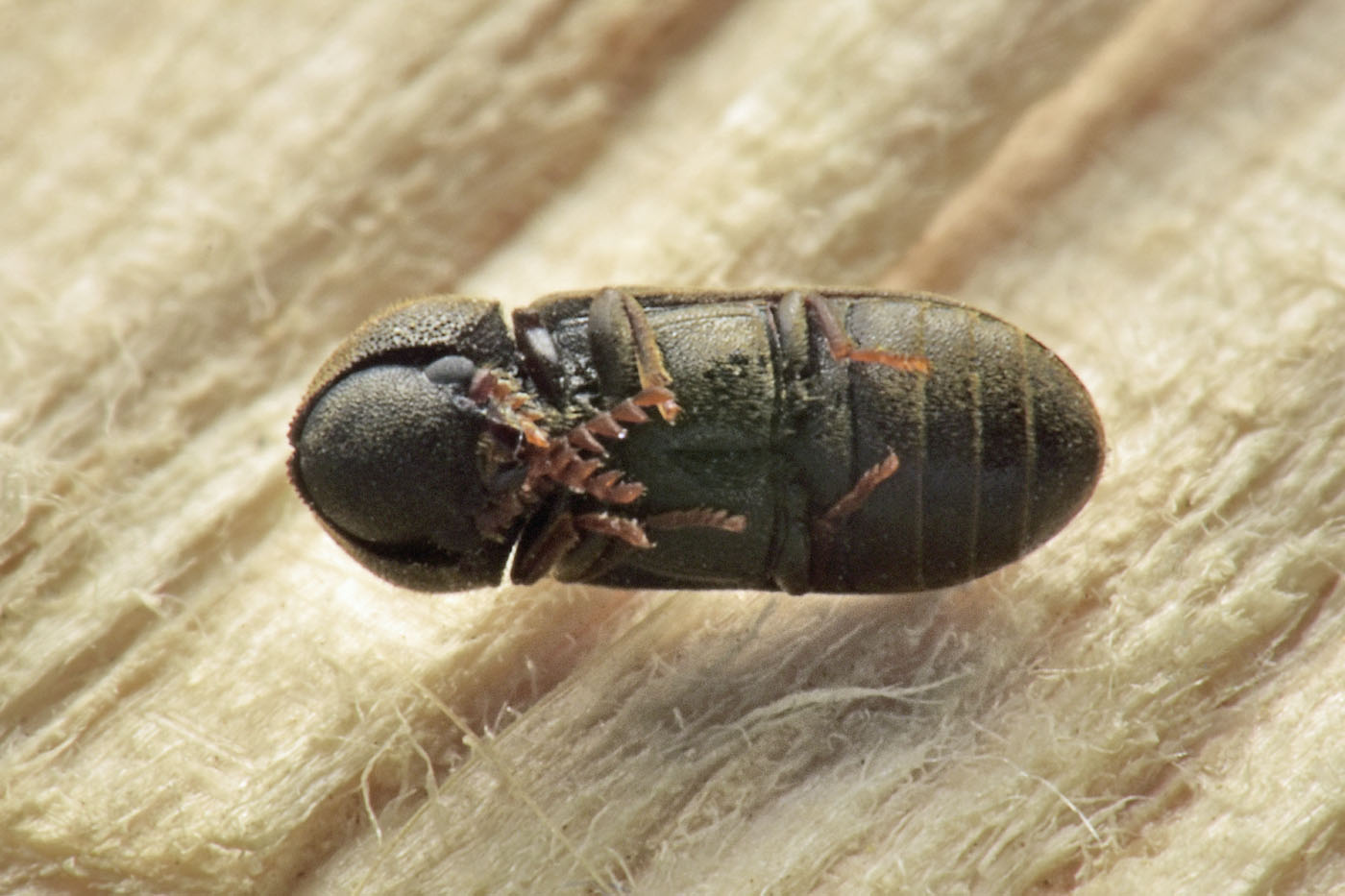 Anobiidae: Ptilinus fuscus? Sì, femmina.